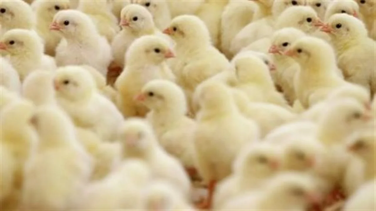 تحديث الأسعار.. تباين تكاليف كتاكيت العناني ونيوهوب داخل بورصة الدواجن المحلية